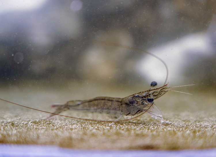 Catálogo de especies capturadas incidentalmente por la flota ribereña de camarón en las bahías y costas de los estados de Sinaloa y Sonora, México.