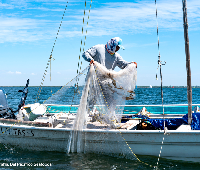 The challenge of assessing the state of exploitation of shortlived fishery resources with limited data: the blue shrimp (Penaeus stylirostris) fishery in the Gulf of California, Mexico.