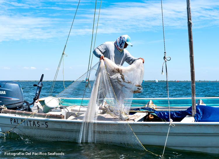 The challenge of assessing the state of exploitation of shortlived fishery resources with limited data: the blue shrimp (Penaeus stylirostris) fishery in the Gulf of California, Mexico.