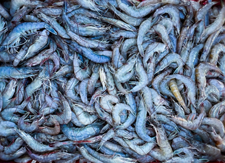 The challenge of assessing the state of exploitation of short-lived fishery resources witch limited data: the blue shrimp (Penaeus stylirostris) fishery in the Gulf of California, Mexico.